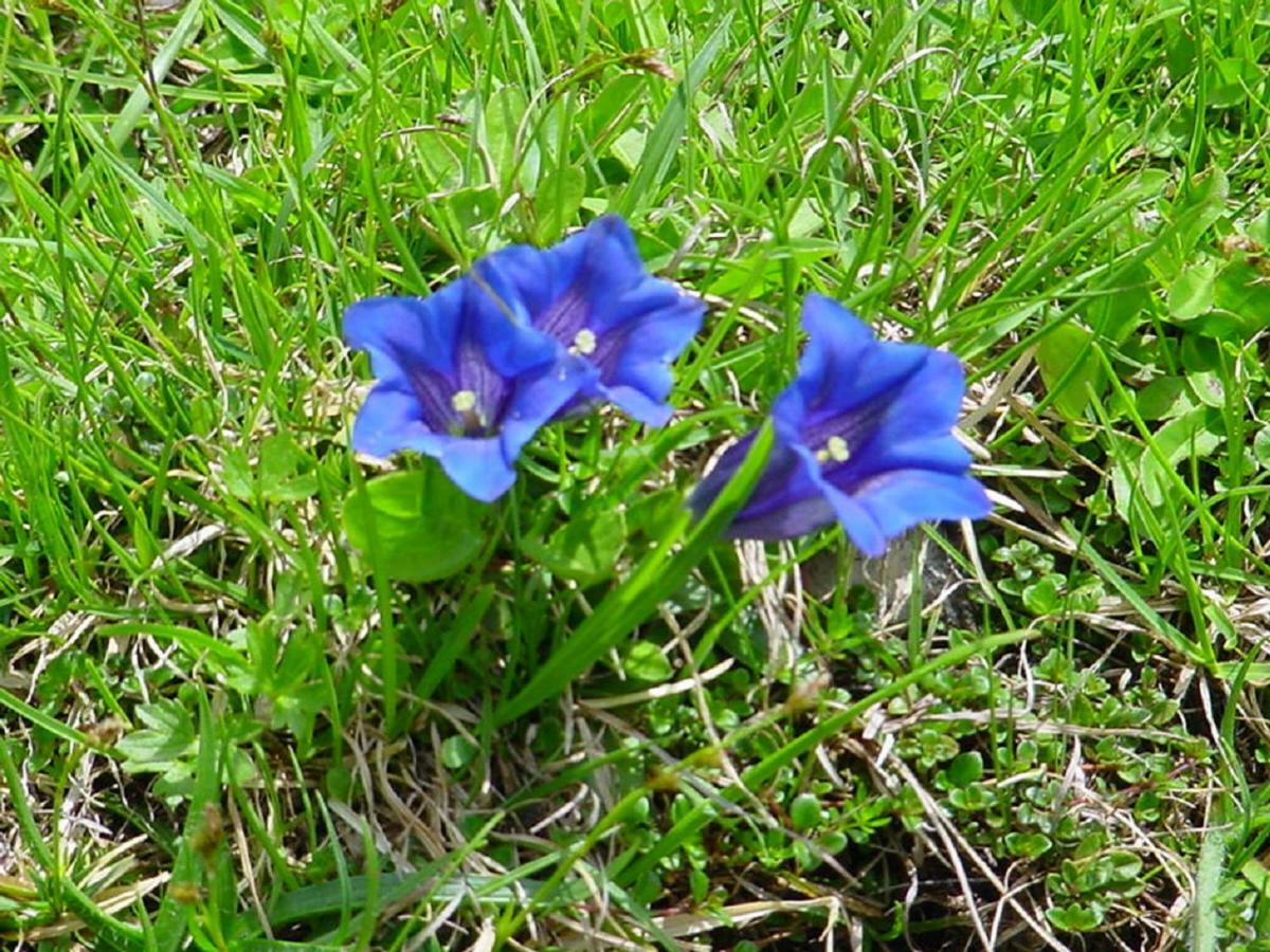 Bio-Bauernhof "Hecherhof" Thiersee Bagian luar foto